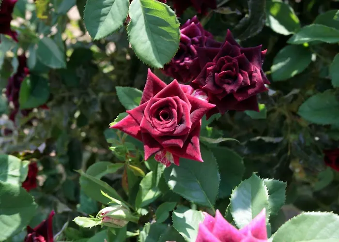 Sunrise * Стелида